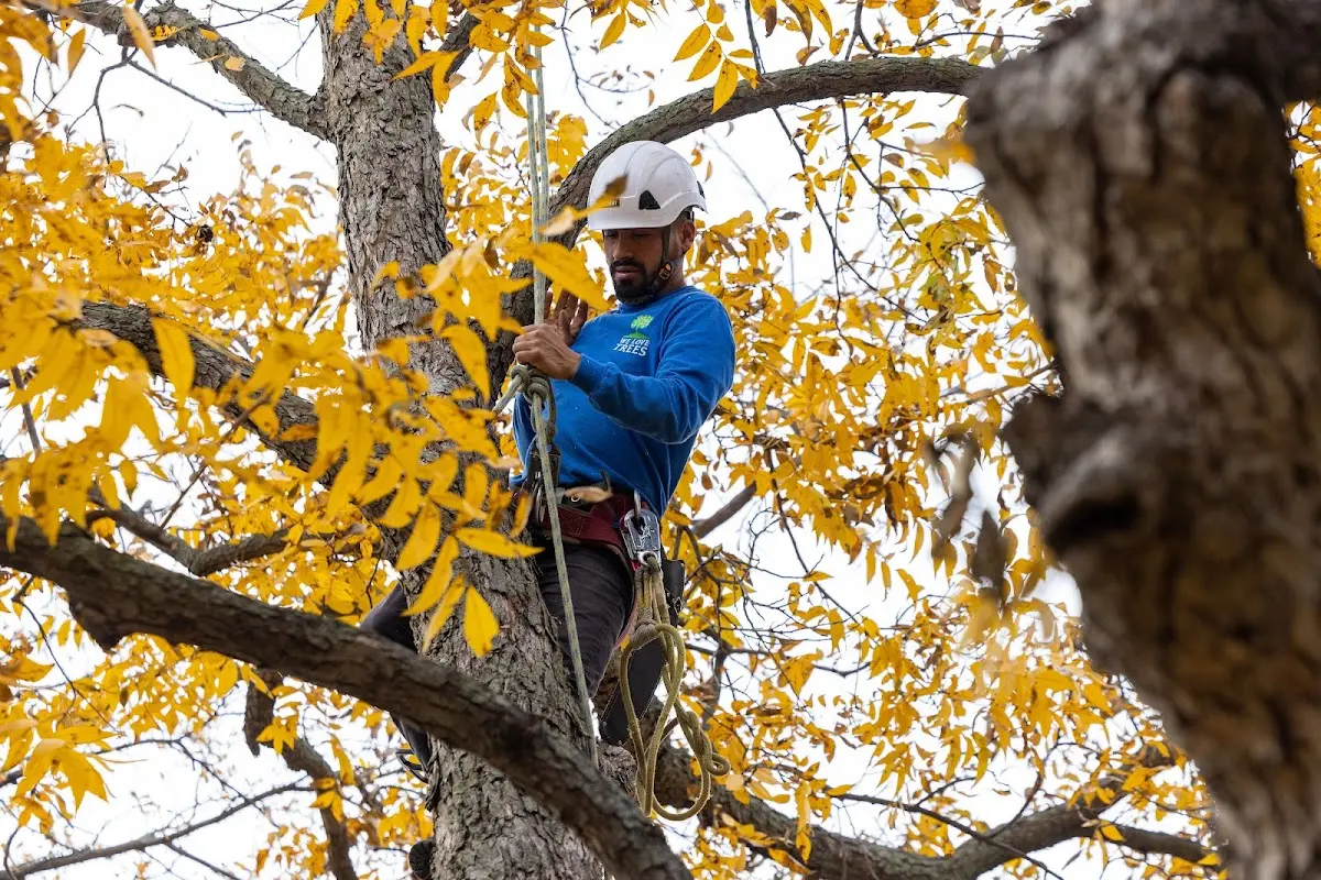 Skilled Storm Damage Cleanup crew working in Willow