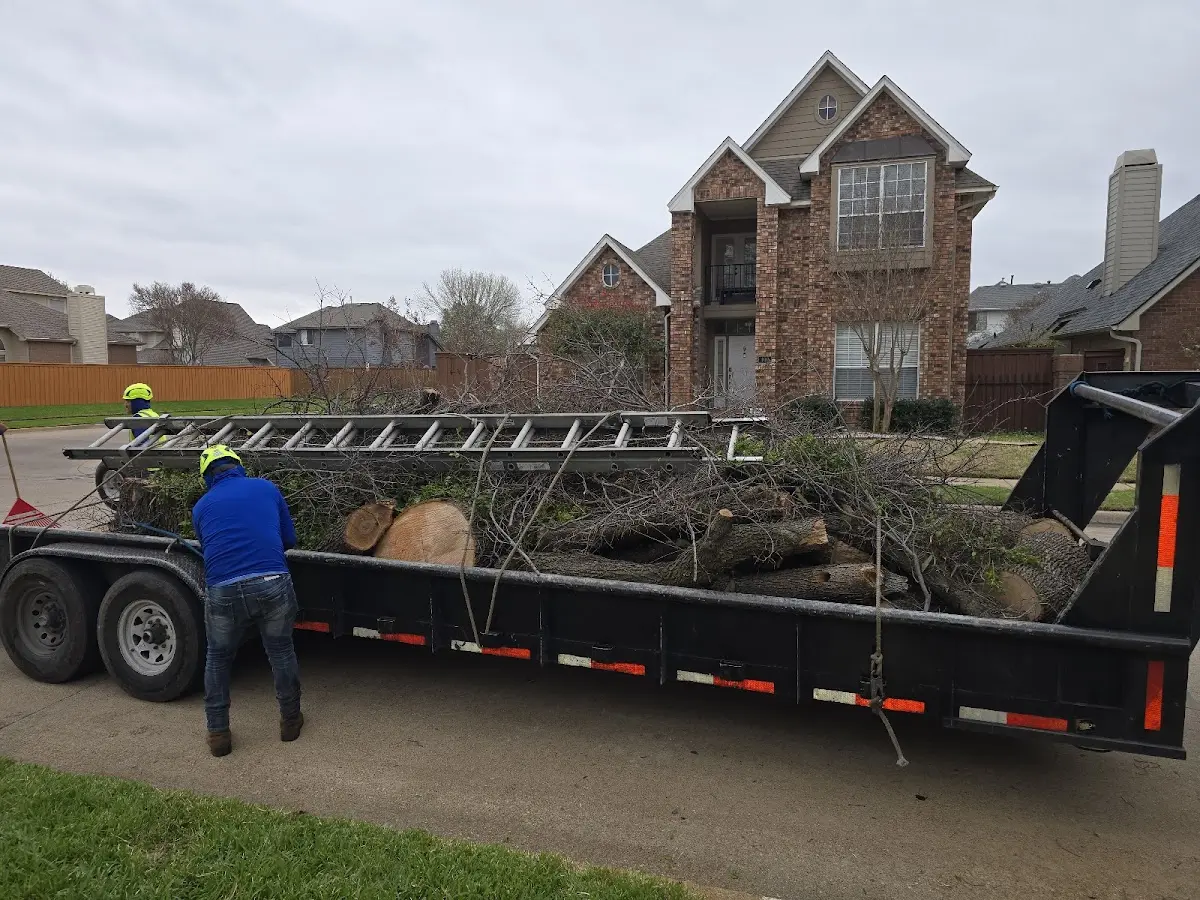 Expert Tree Fertilization with proper safety equipment in Willow